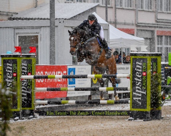 Springpferd Carnute de Chanel (Zangersheide Reitpferd, 2018, von Carnute Vainqueur)