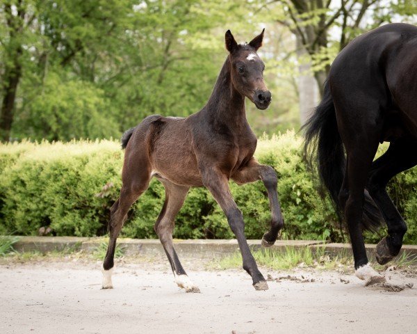 foal by Fidelio N (Hanoverian, 2024, from For Dior)