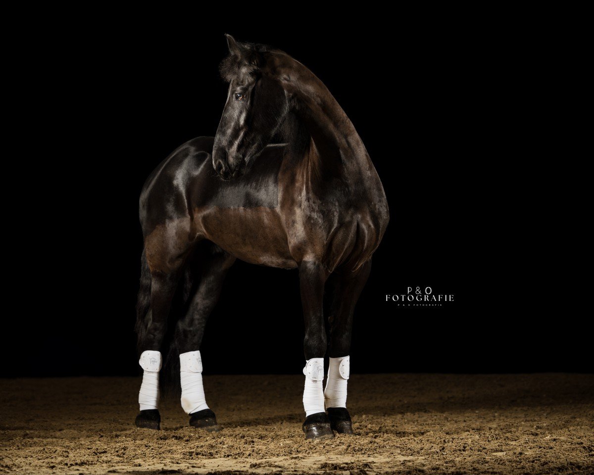 horse Jendrik vom Frieslandstern (Friese, 2019, from Alwin 469)