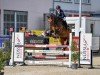 jumper Kingslay Coman (Hanoverian, 2018, from Karajan)