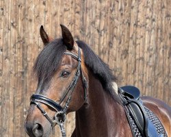 dressage horse Vision EGI (Hanoverian, 2007, from Toronto)