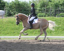 dressage horse Michael Angelo (Haflinger, 2017, from Mahady)