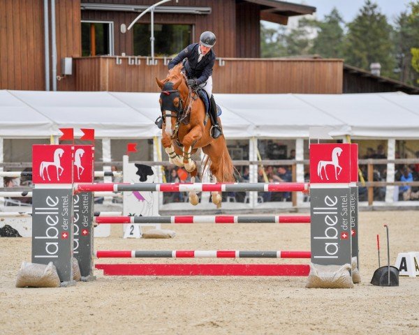 jumper For Future (German Sport Horse, 2017, from Feuerball 78)