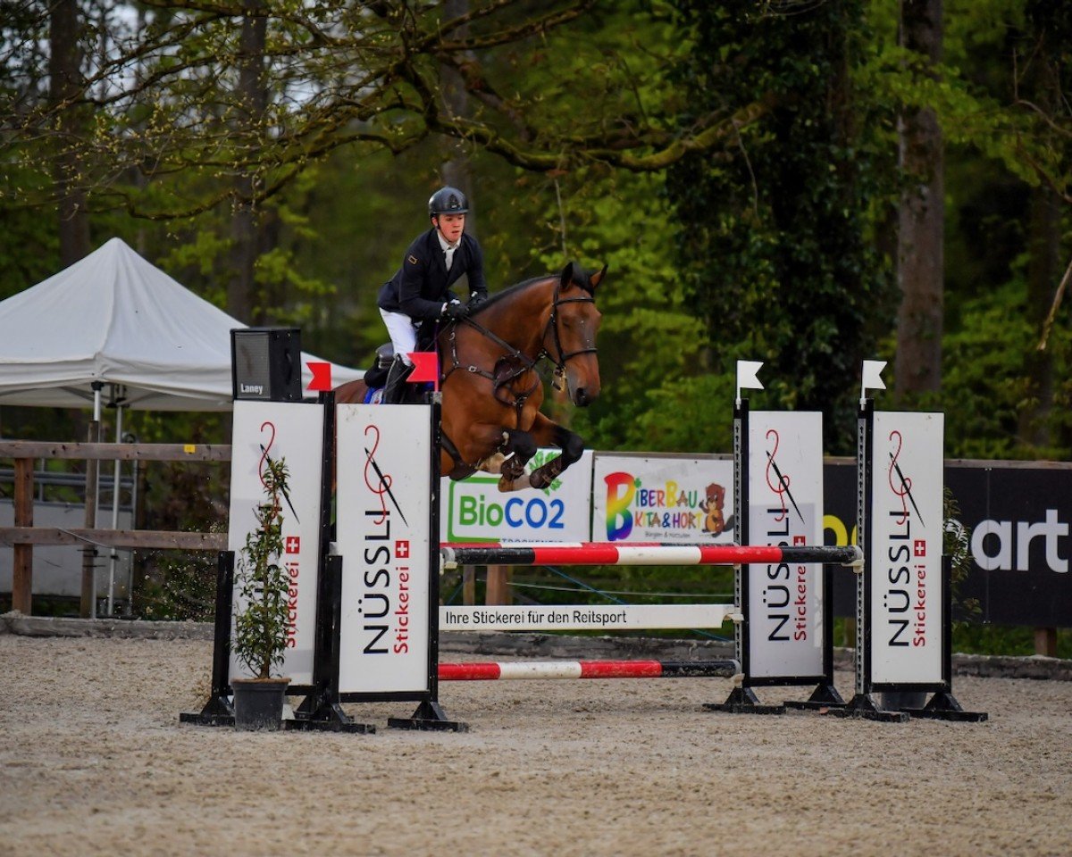 jumper Vince van Gogh (German Sport Horse, 2020, from van Gogh)