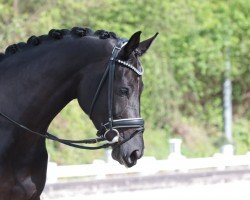 dressage horse Mi belleza negra (Hanoverian, 2018, from E.H. Millennium)