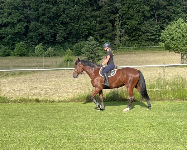 Springpferd Ladinka (Holsteiner, 2018, von Dinken)