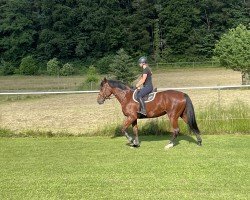 Springpferd Ladinka (Holsteiner, 2018, von Dinken)