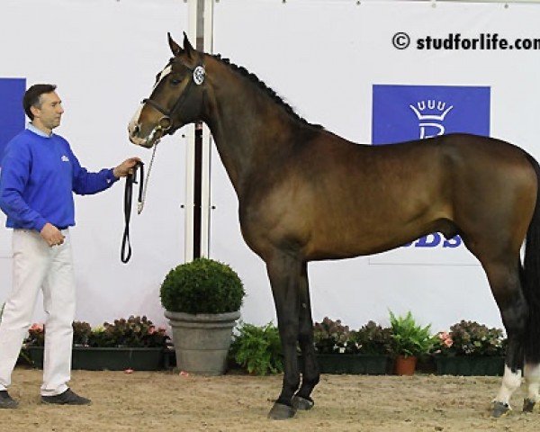 Springpferd Cardo Hesa du Grand Champ (Belgium Sporthorse, 2008, von Radco d'Houtveld)