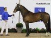 jumper Cardo Hesa du Grand Champ (Belgium Sporthorse, 2008, from Radco d'Houtveld)