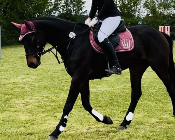 jumper Zinegirl (German Sport Horse, 2019, from Zinedream)