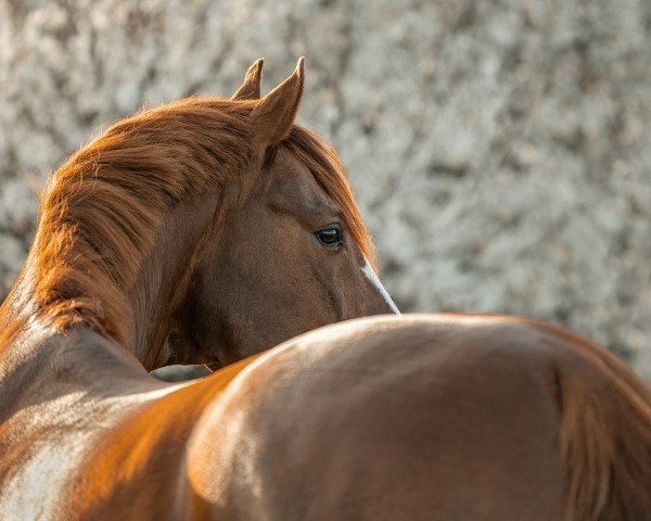 dressage horse Sir Henley (Oldenburg, 2015, from Sir Heinrich OLD)