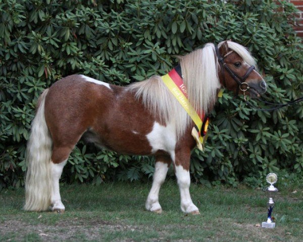 horse Guinnes vom Dannbarg (Shetland pony (under 87 cm),  , from Gorden B)