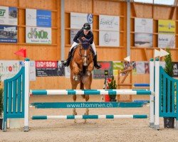 jumper Qolor of The Sun de La Fin CH (Swiss Warmblood, 2018, from Qlassic Bois Margot)