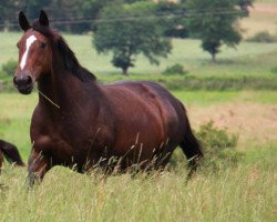 broodmare My Love de Kreisker (Selle Français, 2000, from Le Tot de Semilly)