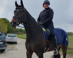 dressage horse Frederic Francis (Westphalian, 2016, from Franklin)