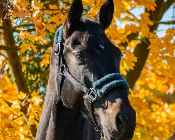 horse Christobal LMC (Rhinelander, 2015, from Cordobes I)