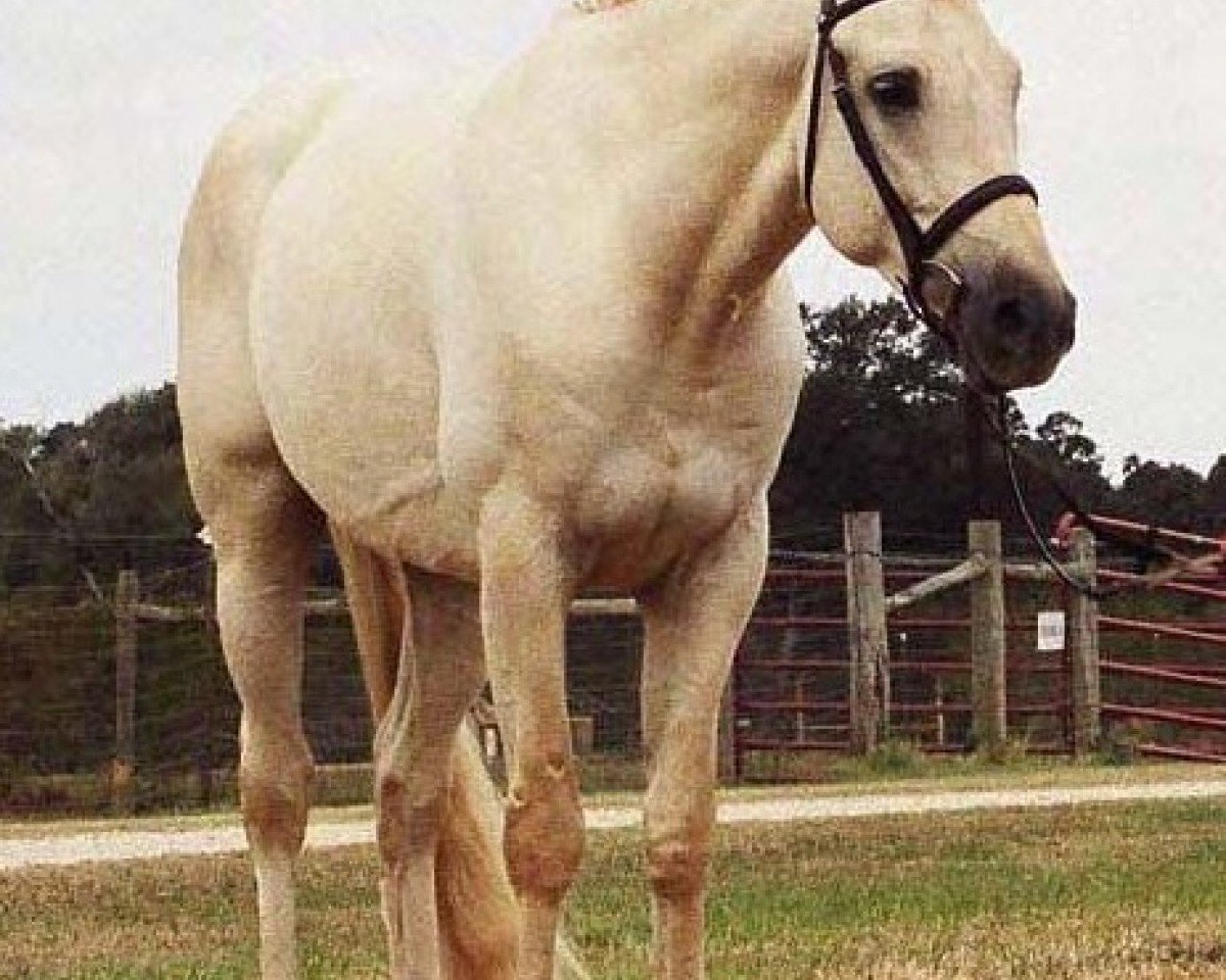 stallion Rff Princecharming xx (Thoroughbred, 2002, from Rff King's Ransom xx)