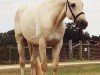 stallion Rff Princecharming xx (Thoroughbred, 2002, from Rff King's Ransom xx)