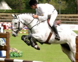 stallion Centinaio d'Ive Z (Zangersheide riding horse, 2002, from Cento)