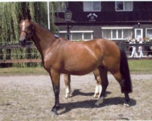 broodmare Quilana d'Ive Z (Zangersheide riding horse, 1995, from Quidam de Revel)