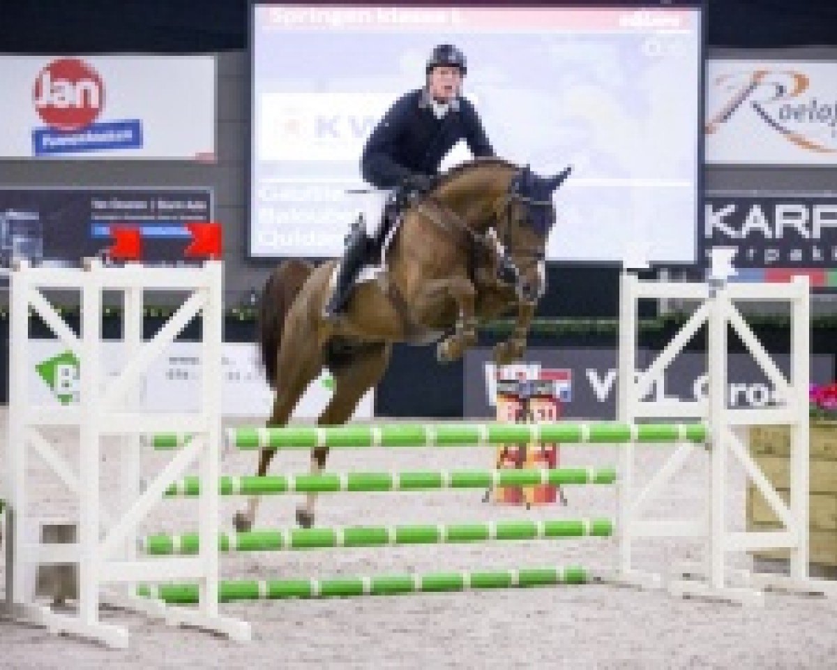 stallion Gaultier VDL (Zangersheide riding horse, 2011, from Baloubet du Rouet)