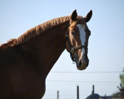 stallion For Passion d'Ive Z (Zangersheide riding horse, 2007, from For Pleasure)