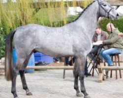 jumper Cuba Libre de Muze Z (Zangersheide riding horse, 2015, from Cornet Obolensky)