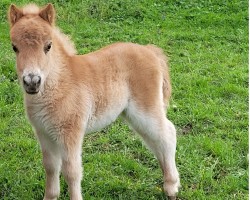 Fohlen von Nancy vom Burgblick (Shetland Pony (unter 87 cm), 2024, von Niederbroks Hennessy)