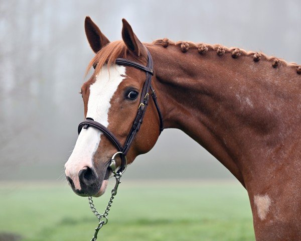 jumper Esmeralda Em Z (Zangersheide riding horse, 2019)