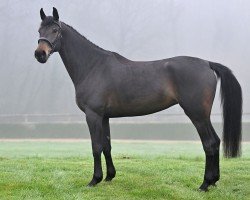 jumper Titaness P vd Donkhoeve (Belgian Warmblood, 2019, from Pegase van 't Ruytershof)