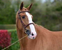 jumper Emeralds Flash Dance (anglo european sporthorse, 2018)