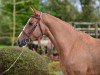 Springpferd Ippie Chic des Forets (Selle Français, 2018, von Diego Tame)