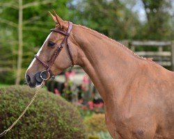 Springpferd Ippie Chic des Forets (Selle Français, 2018, von Diego Tame)