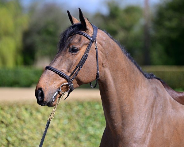 jumper Iron Cak (Selle Français, 2018, from Eldorado de Hus)