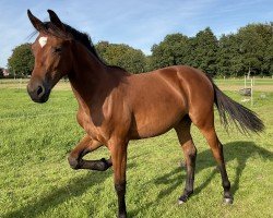 dressage horse Blandje (Oldenburg, 2022, from Fürst Samarant)