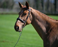 Springpferd Nataly Es (KWPN (Niederländisches Warmblut), 2018, von Codex One)