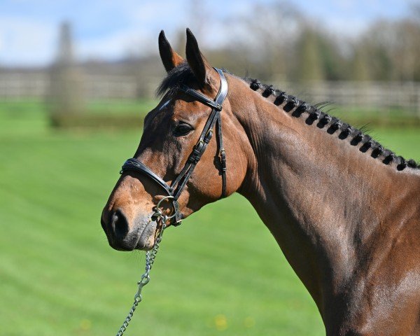 Springpferd Countess P vd Donkhoeve Z (Zangersheide Reitpferd, 2017, von Cornet Obolensky)