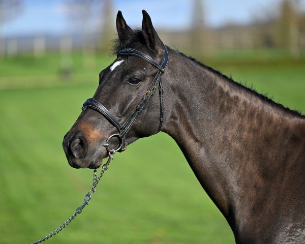 Springpferd Hubertin de Reile (Selle Français, 2017, von Canturo)