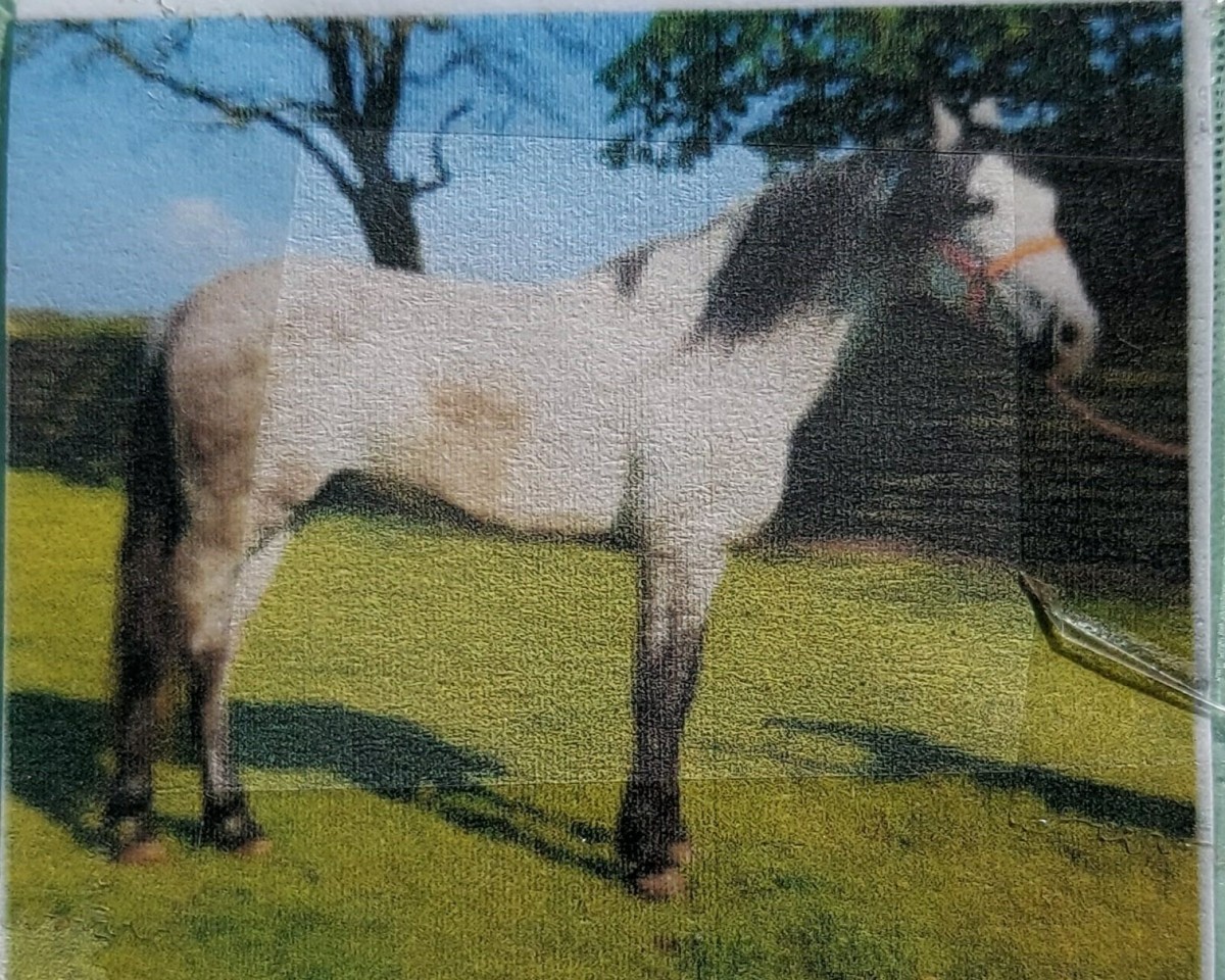 horse Guindero (Pura Raza Espanola (PRE), 2011, from Brasil v)
