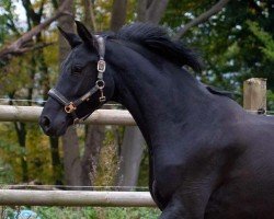 dressage horse Faye S. (Hanoverian, 2017, from Finest)