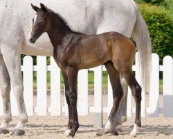 dressage horse Veuve Clicquot (Westphalian, 2021, from Blue Hors Viconte)