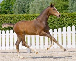 dressage horse Edouard (Westphalian, 2021, from Escolar)