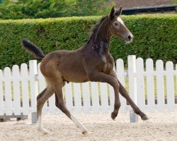 Springpferd Cooper (Westfale, 2021, von Cabrio van de Heffinck)