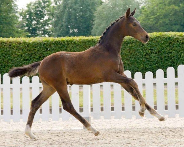 Dressurpferd Don Perignon (Westfale, 2021, von Dynamic Dream)