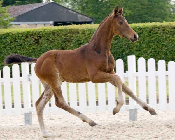 dressage horse Valdobbiadene RAK (Westphalian, 2021, from Viva Gold OLD)