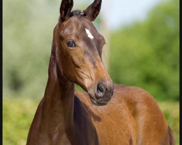 dressage horse Versaille (Westphalian, 2021, from Valdiviani)