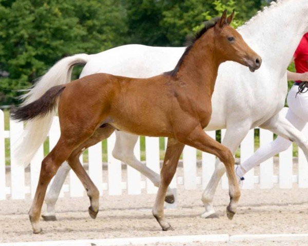 Springpferd Higgins (Westfale, 2021, von Hickstead Blue)