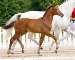 jumper Higgins (Westphalian, 2021, from Hickstead Blue)