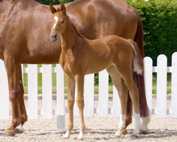 dressage horse Valessa (Westphalian, 2021, from Velvet 117)