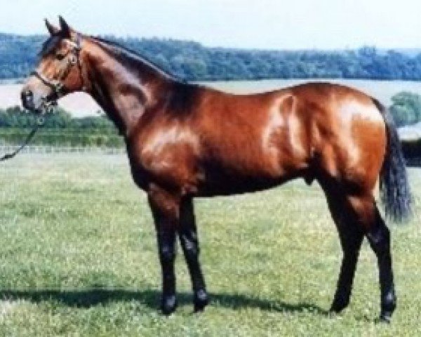 stallion Midyan xx (Thoroughbred, 1984, from Miswaki xx)